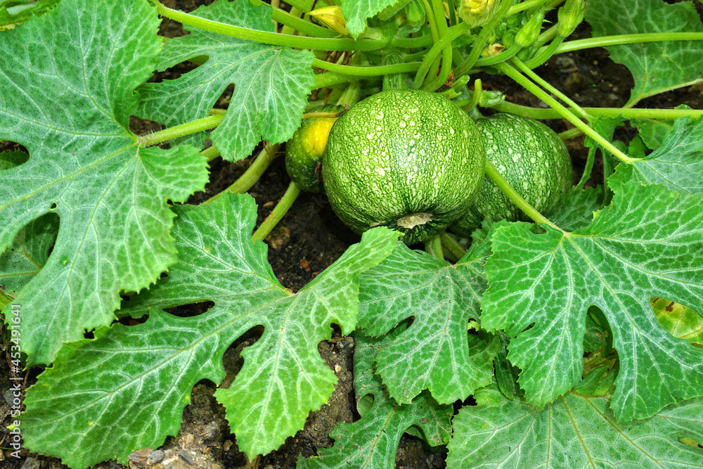 Cucurbita Pepo Subsp Pepo
