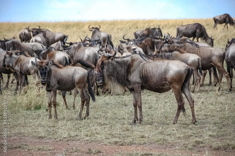 wildebeest roaming the Kenyan wilderness