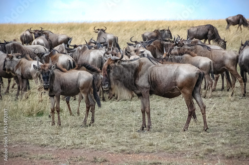 Fototapeta Naklejka Na Ścianę i Meble -  wildebeest roaming the Kenyan wilderness