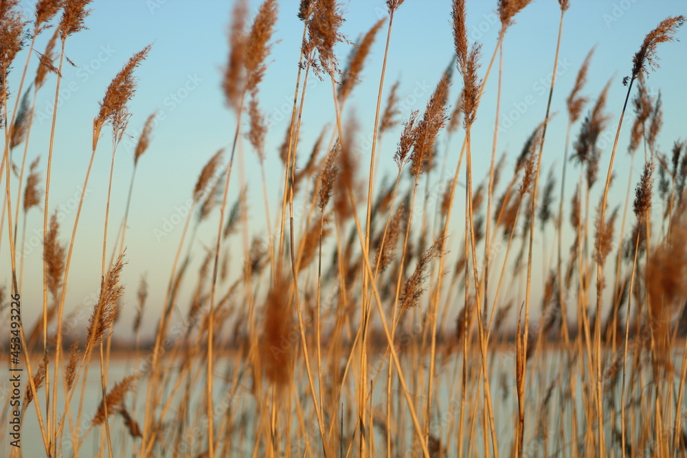 Fototapeta premium Weizenfeld