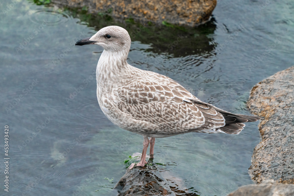 Juvenile European herring gull, Larus argentatus, sitting on a rock with a ocean washing its feet. Shore bird in its natural habitat. Baltic wildlife.