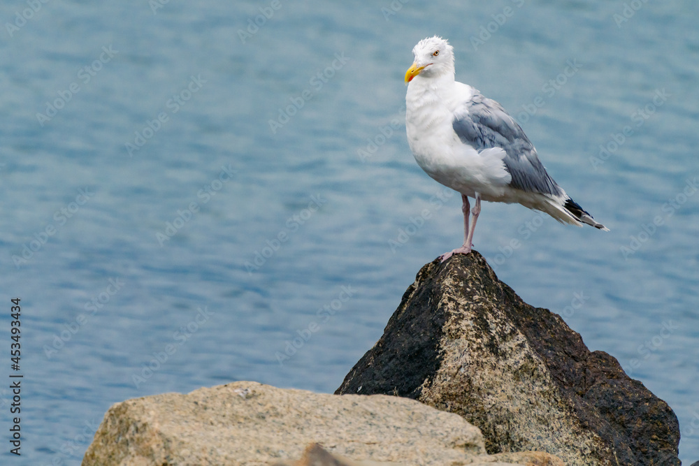 Horizontal closeup shot of adult European herring gull, Larus argentatus, with breeding plumage, sitting on a rock with Baltic sea in background. Shore bird in its natural habitat. Baltic wildlife. Horizontal closeup shot of adult European herring gull, Larus argentatus, with breeding plumage, sitting on a rock with Baltic sea in background. Shore bird in its natural habitat. Baltic wildlife.