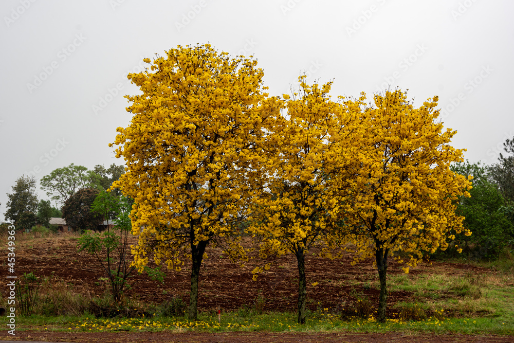 Flores Amarillas Flores Amarillas