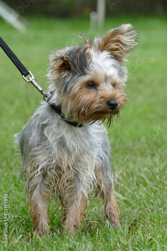 enterprising yorkshire terrier puppy leashed on grass