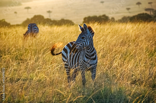 zebras roaming the Kenyan wilderness