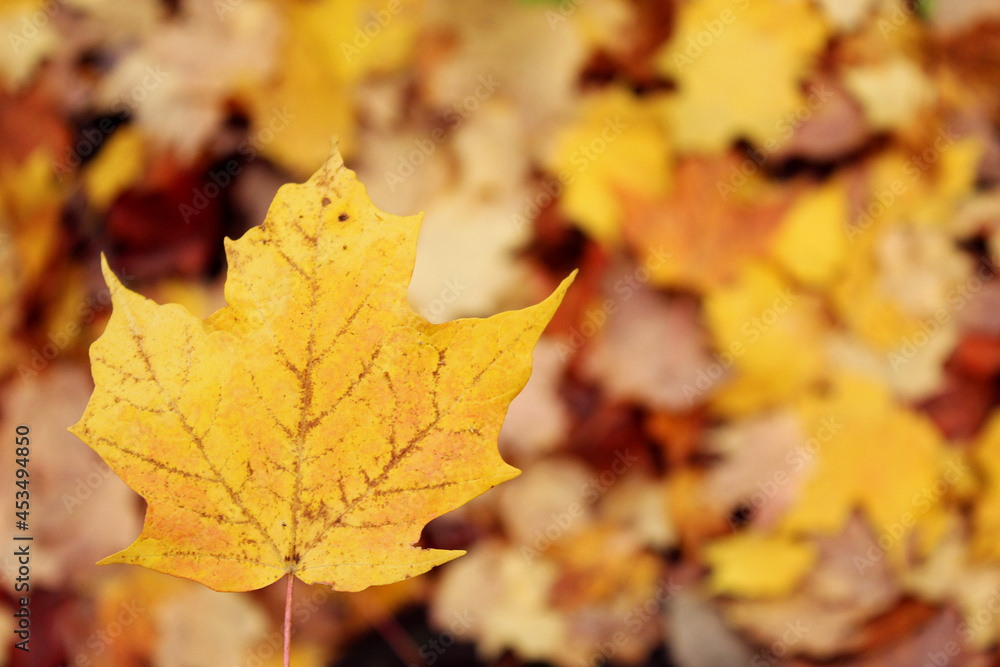 Background texture of colourful, golden maple leaves on the ground during autumn. One maple leaf is in focus and the ones on the ground are blurred.