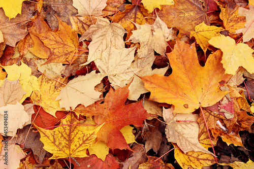 Background texture of colourful  golden maple leaves on the ground during autumn.