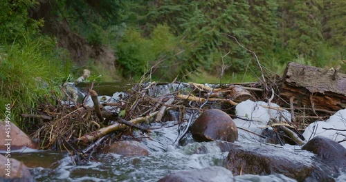 beaver damn in the forest 