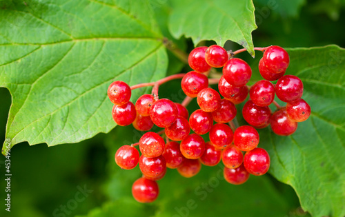 red berries in green leaf, nature backgrounds, kalina berry photo
