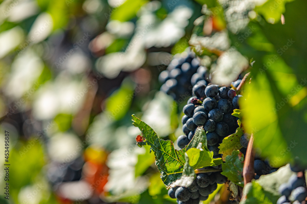 blue grapes in green vineyard 