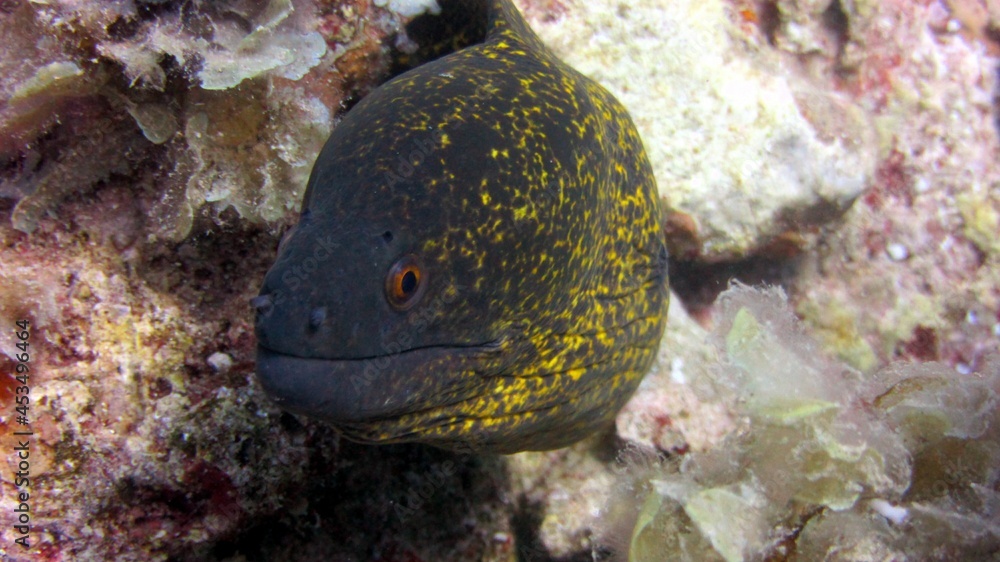 Obraz premium fish in aquarium