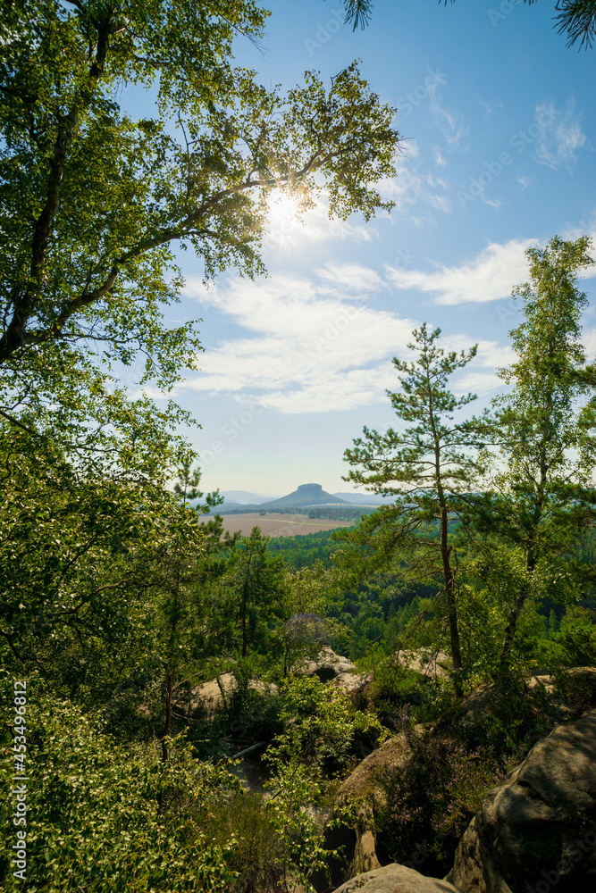 forest in the mountains Saxon Switzerland 