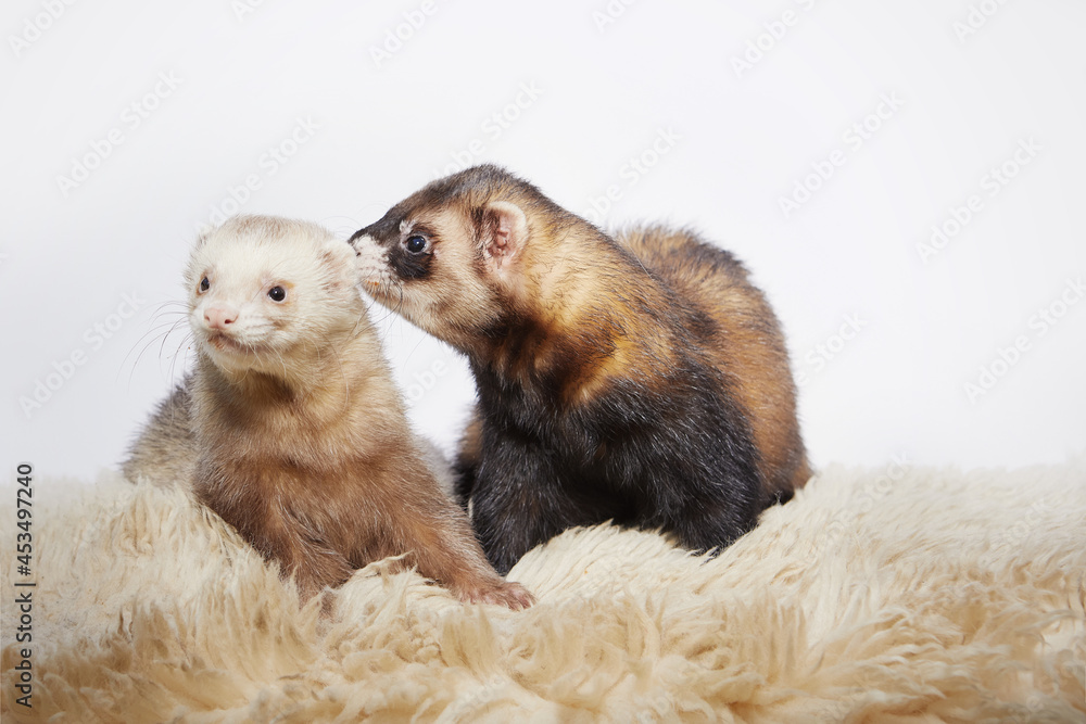 Couple of two male ferrets on white background Couple of two male ferrets on white background