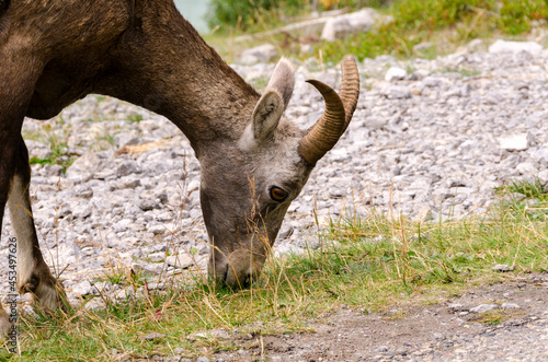 mountain goats on the road to Jasper in Canada