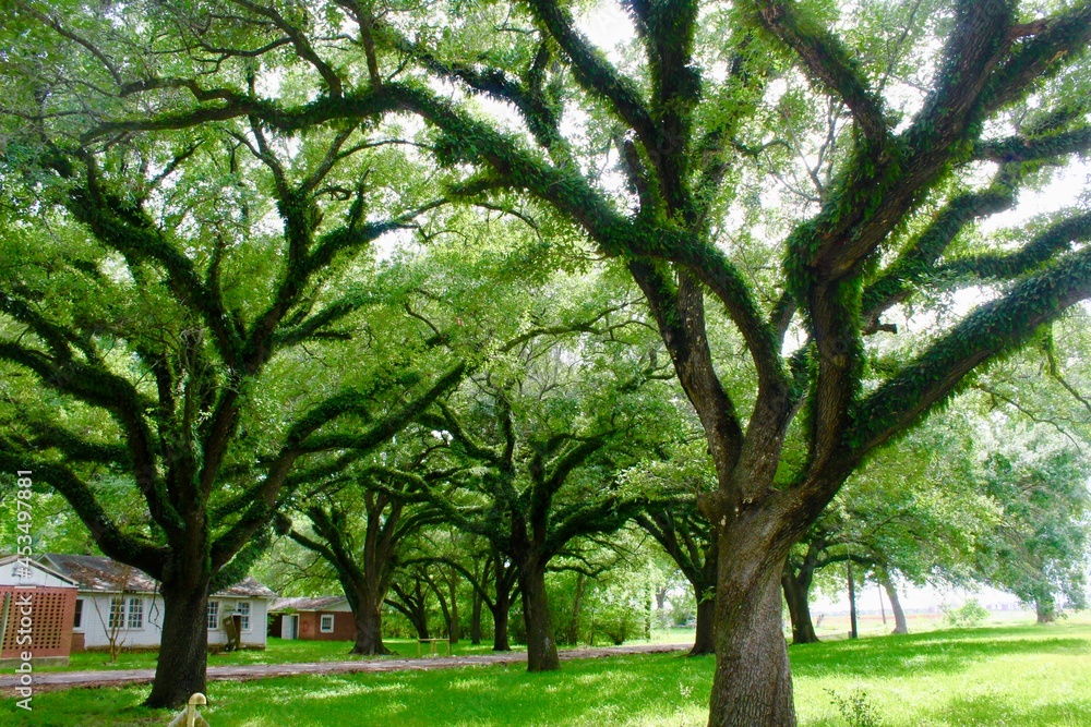 Obraz premium tree in the park