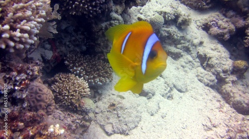 fish in aquarium