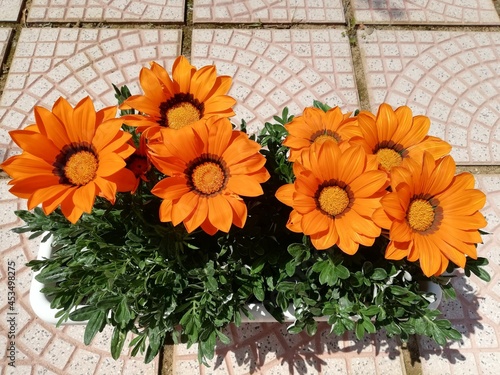 Gazania