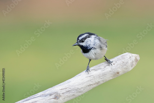 Mountain chickadee perched on a branch.