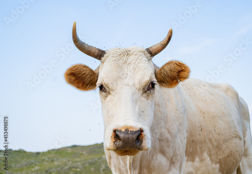A fat white cow with horns poses standing in the grass against the background of a blue lake Baikal