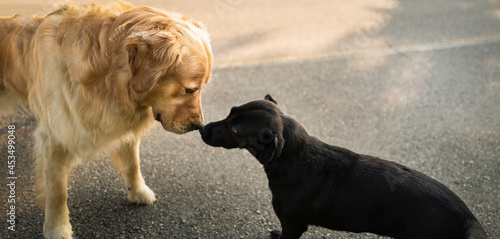 Photography Golden Retriever and Patterdale Terrier kissing each other