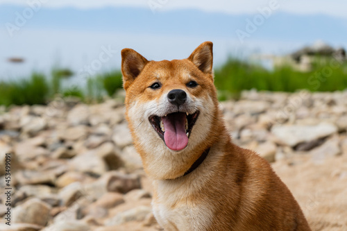 Happy red shiba inu dog. Red-haired Japanese dog smile portrait.