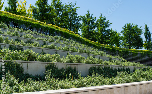 Billede på lærred Decorative terraces with Euonymus fortunei 'Emerald Gaiety' with variegated green and white leaves
