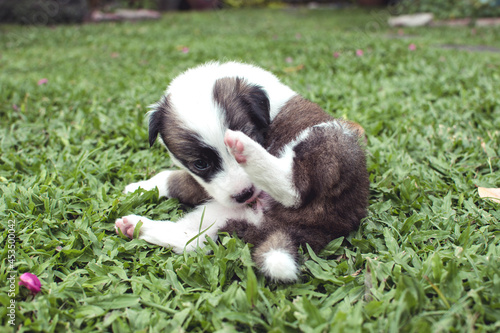 A 1 month old puppy licks and cleans herself while lying in the grass. Hygiene and grooming at an early age in dogs. photo