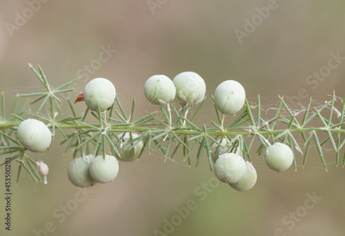 Asparagus acutifolius wild asparagus green seeds still immature on branch with pointed leaves on defocused greenish background photo