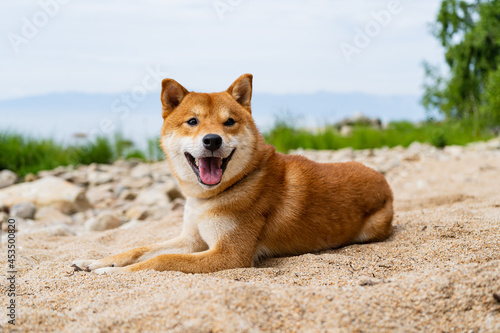 Happy red shiba inu dog is lying on the sand. Red-haired Japanese dog.