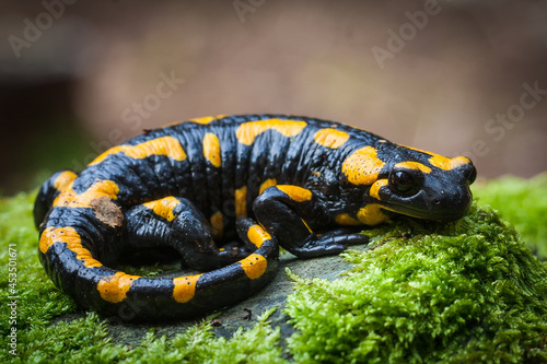 Closeup of a fire salamander on the rock covered in mosses in a field photo