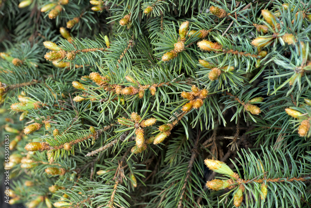 Pine buds in the spring. Bloomed pine branches. Pine buds in the spring. Bloomed pine branches.