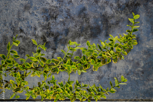 branch of a tree