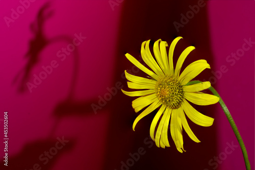 yellow flower on red background
