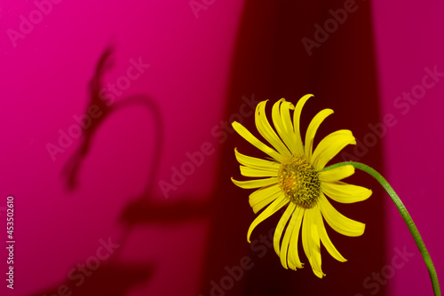 flower in a vase