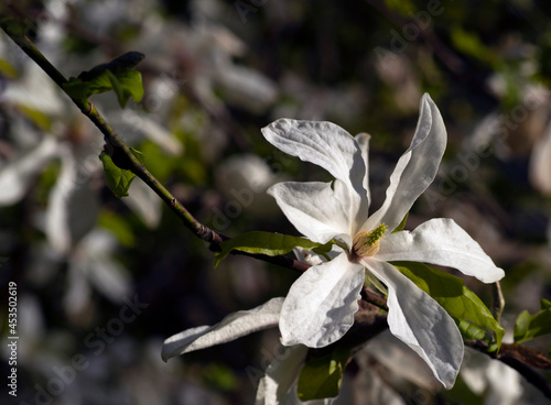 white magnolia flower