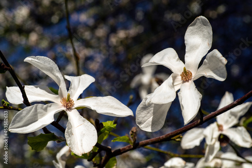 white magnolia flower