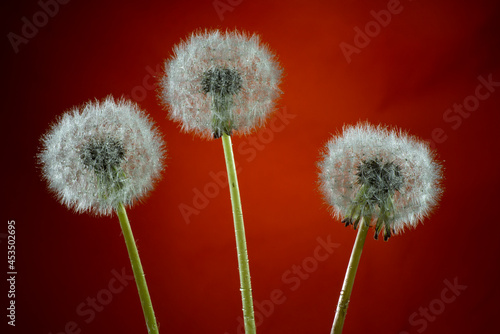 Close Up of dandelion with seeds.