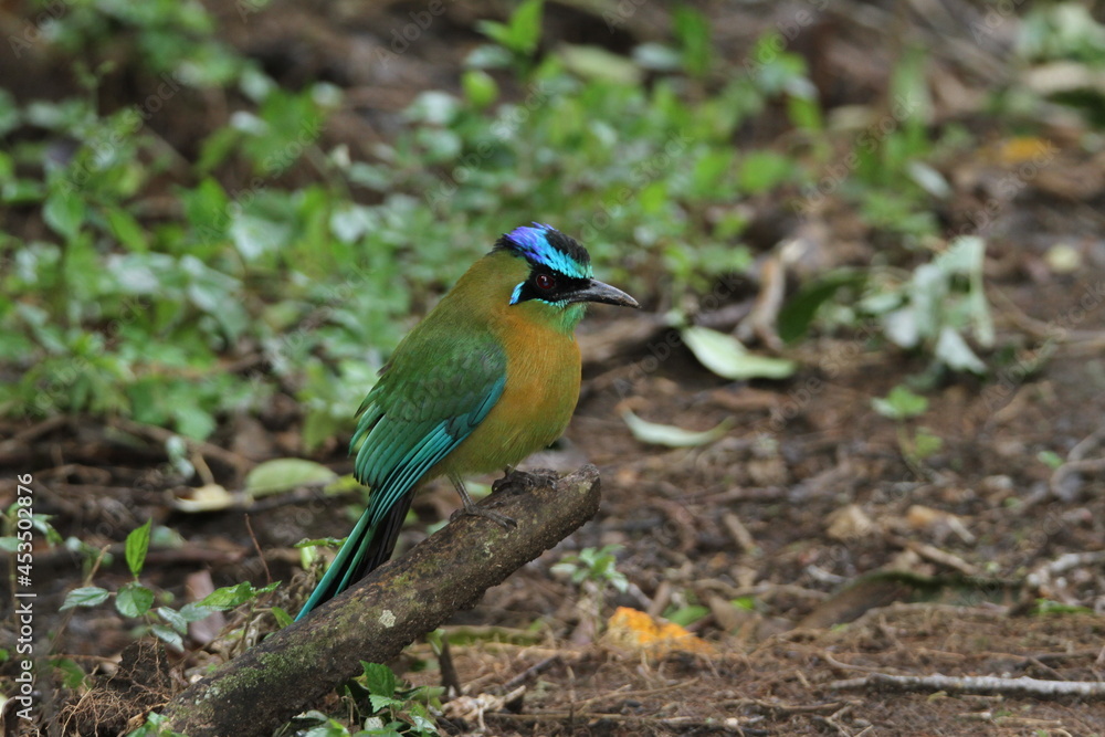 Fototapeta premium Blue-crowned motmot on a branch