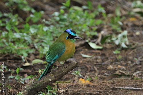 Blue-crowned motmot on a branch