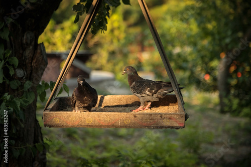 Pigeons in a wooden feeder on a tree. Street birds.