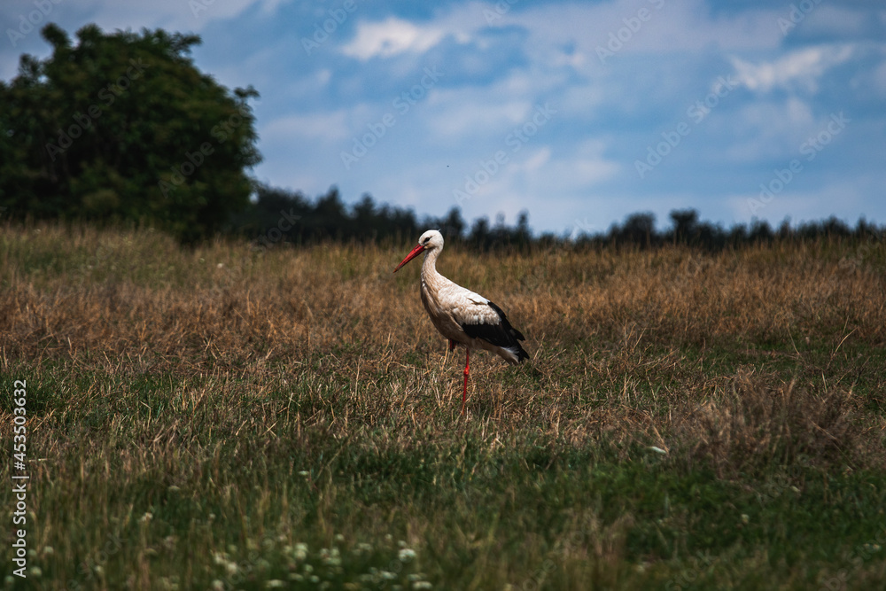 Fototapeta premium Stork 
