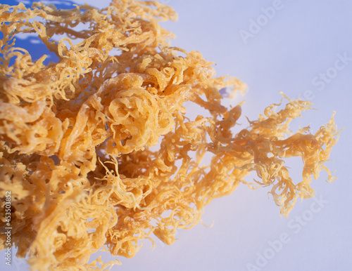 St. Lucian Golden Sea Moss,  Euchema Cottonii Fototapet