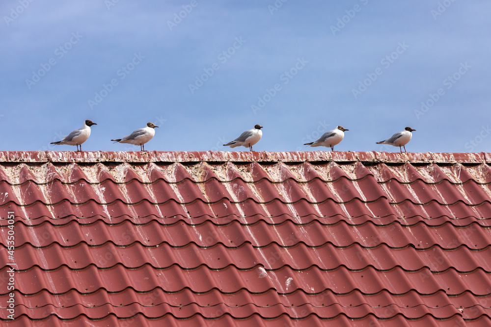 White seagulls seat on a roof top under blue sky White seagulls seat on a roof top under blue sky