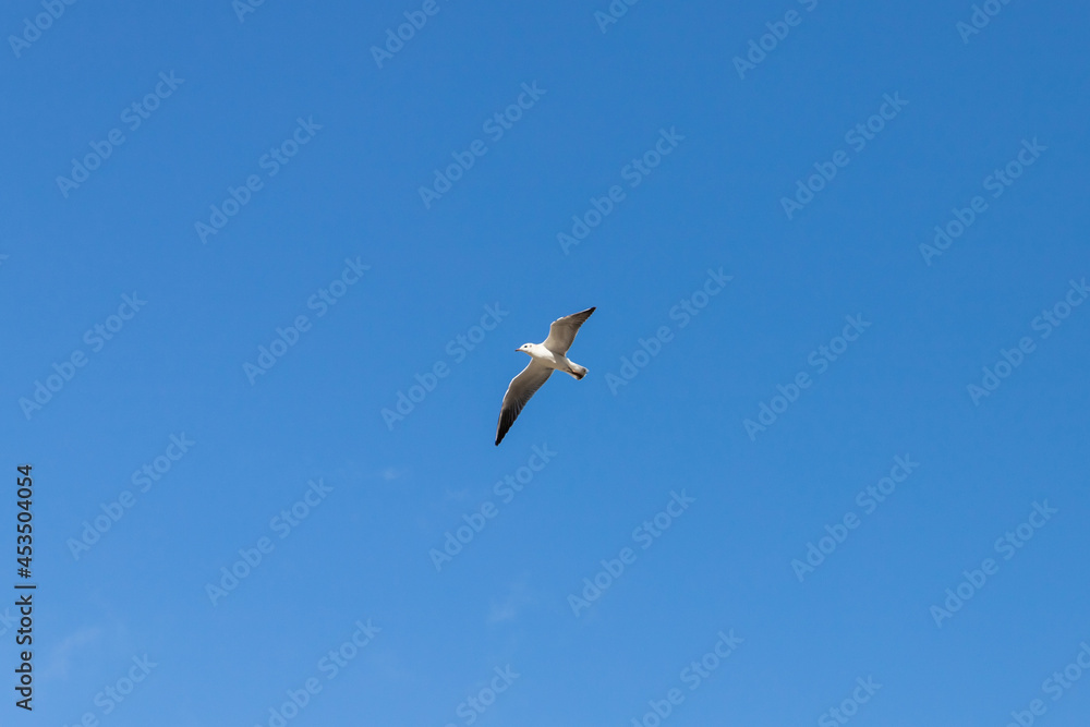 Fototapeta premium White seagull flies in clear blue sky