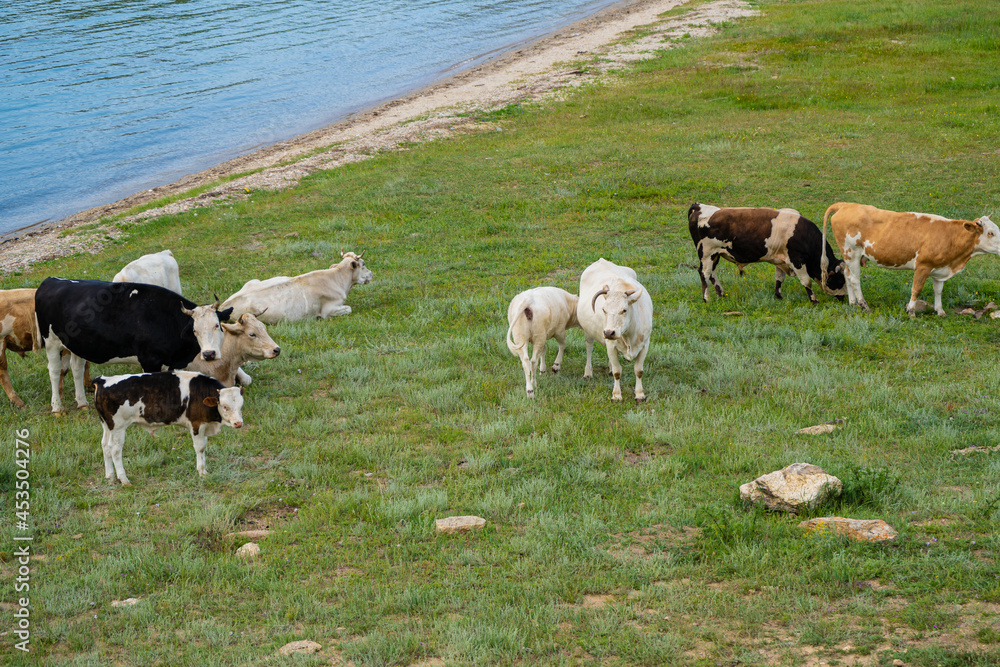 A fat white cow with horns poses standing in the grass against the background of a blue lake Baikal A fat white cow with horns poses standing in the grass against the background of a blue lake Baikal