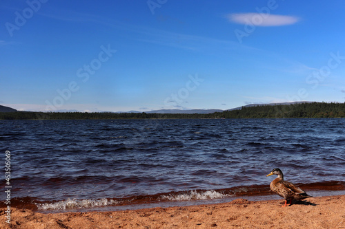 duck on the loch morlich beach