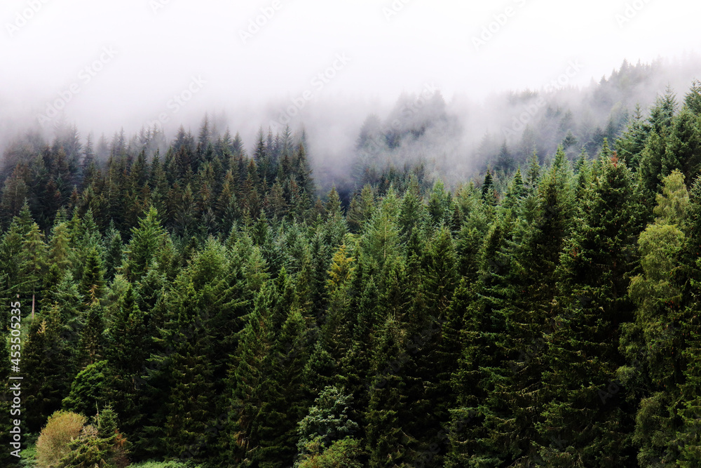 forest in fog forest in fog