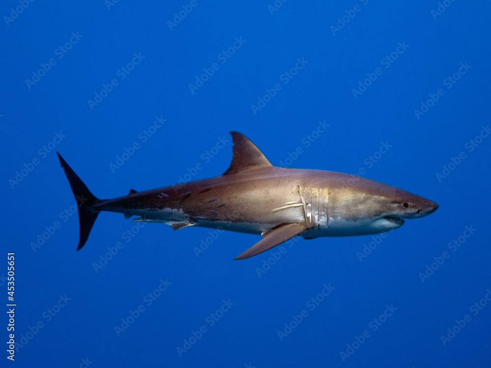 Fototapeta premium Great White Shark
