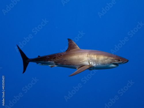 Great White Shark