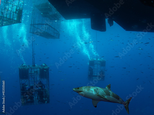 Cage diving with Great White sharks
